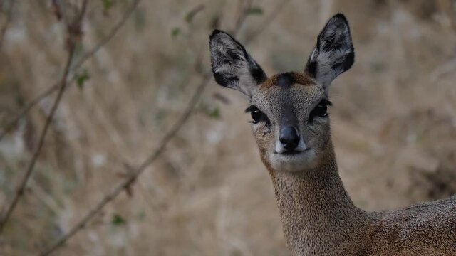 Klipspringer Antelope in its natural environment