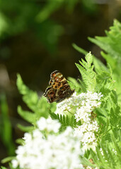 butterfly on a flower
