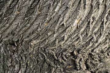 Relief pattern of the bark of an old tree trunk