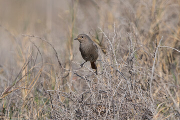 Black Redstart (Phoenicurus ochruro) in the Netherlands.