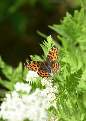 butterfly on a flower