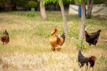 Roosters and chickens wandering in the garden