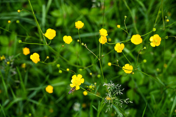 Blooming yellow flowers on the meadow. Blossom. Meadow buttercup or Ranunculus acris.