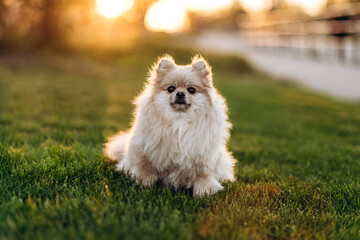 Cute cheerful spitz posing on green grass across the field. Dog on the background of nature