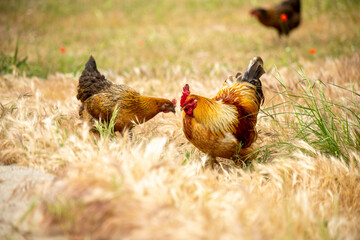 Roosters and chickens wandering in the garden