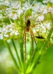 spider on a leaf