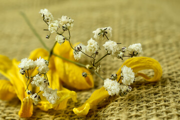 żółte, suche płatki kwiatów i małe białe kwiaty. © Krzysztof Głowacki