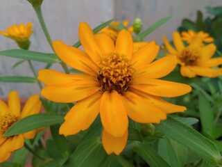 Beautiful Yellow Flowers