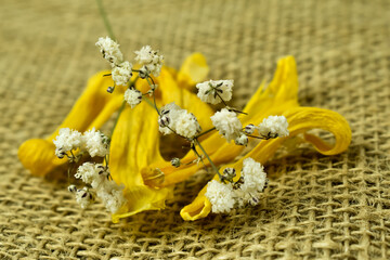 żółte, suche płatki kwiatów i małe białe kwiaty. © Krzysztof Głowacki