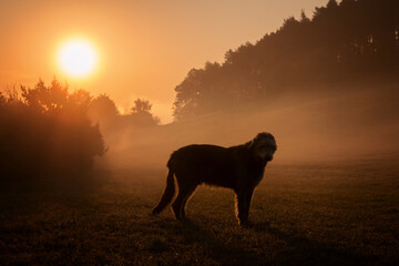 Irish Wolfhound in the meadow.