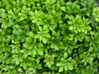 黄緑色の照りのある植物の若葉