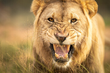 Male lion showing teeth as a warning