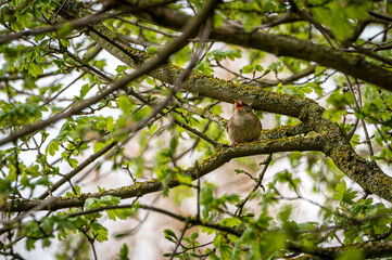 Wren wild bird, troglodytes troglodytes, perched on lichen covered tree branches