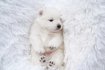 Japanese spitz puppy lies with his feet at the top on a fluffy white coverlet. 