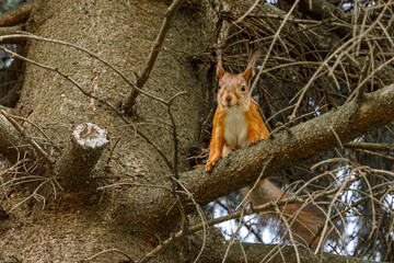 Outdoor portrait of cute curious red squirrel sitting on tree branch in forest background. Little fluffy wild animal fox squirrel with funny face in habitat close up. Urban wildlife in park.