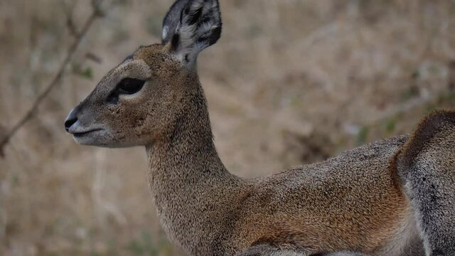 Klipspringer  environment in its natural environment