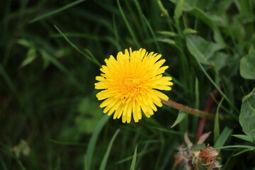 Yellow blooming Taraxacum