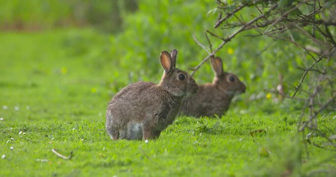 Rabbit thumps foot as warning mate and baby alert running for cover