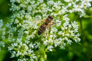 bee on a flower