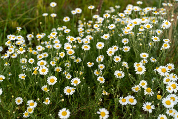 Beautiful flowering of daisies in the field in spring. Spring holidays and the concept of nature