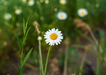 Beautiful wild meadow chamomile flowers, white and yellow on a background of green leaves, natural landscape, close-up macro. Wide format, space for copying. A delightful pastoral airy artistic image