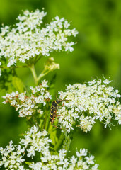 Fototapeta premium flowers on a branch