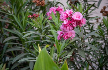 oleander beautiful flower outdoor