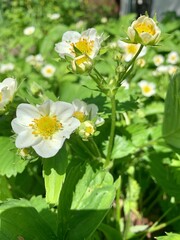 Blooming strawberries in the garden. Strawberry blossoms. White flowers and green leaves of strawberries. Garden and vegetable garden concept.