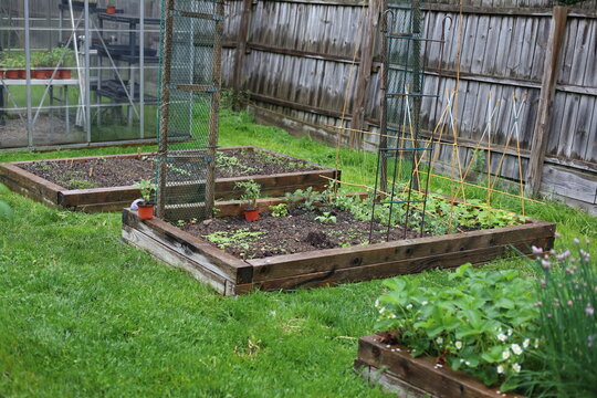 Backyard Garden 