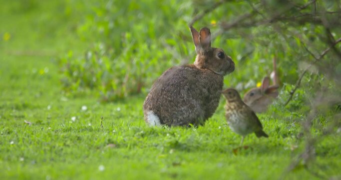 Rabbit thumps foot warning thrush bird flying away danger nearby slow motion