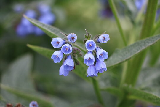 Blue flowers of Symphytum asperum, Sweden