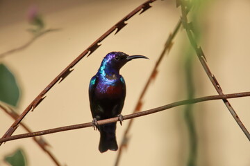 sunbird on barbed wire