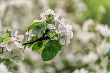 beautiful floral background of blooming apple tree branch close up