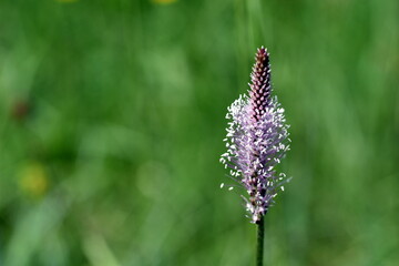 Blüte eines Breitwegerichs 