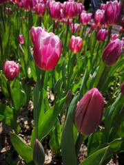 Blooming tulips of Lustige Witwe sort in the middle of the field tulips