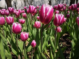 Blooming tulips of Lustige Witwe sort in the middle of the field tuli