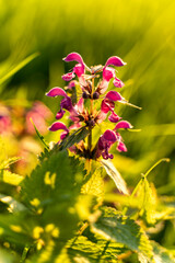 Taubnessel Lamium maculatum