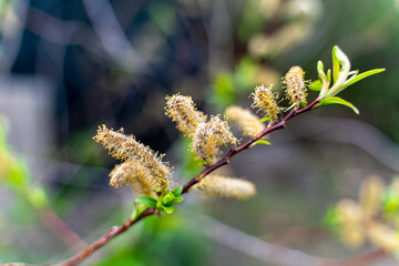 Catkin - young trees and small leaves on the tree - spring in Portland, Oregon