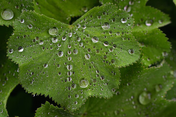 Close-up of fresh green leaves with water droplets on them, from above