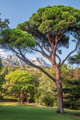 Fototapeta premium Green old cedar tree with long needles on a background of mountains in cloudy day. Freshness, nature, concept. Pinus pinea