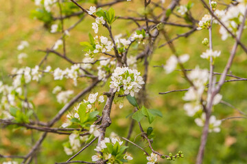 Plum tree flowers in spring with beautiful colors. Flowering.