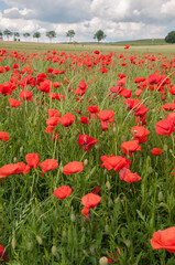 klatschmohn