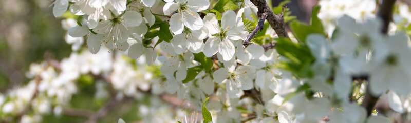 banner of blossom tree, spring season photography
