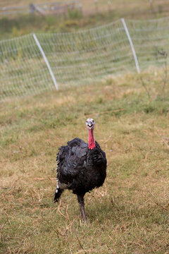 Turkey on a farm
