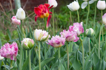 Obraz premium tulips in the garden