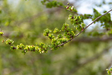 Blossom tree background, nature photography