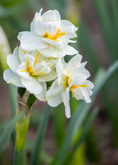 bouquet of daffodils