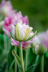 pink with white tulip