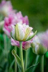 Fototapeta premium pink with white tulip