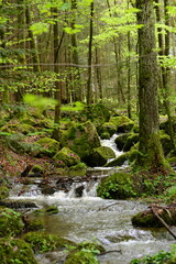 Kleiner Wasserfall im frühlingshaften Laubwald